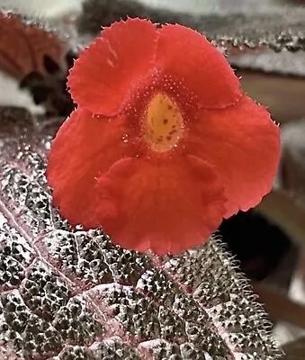 Episcia KEE WEE Large  Starter  Plant. Flaming Violet. Gorgeous Foliage. • $12.99