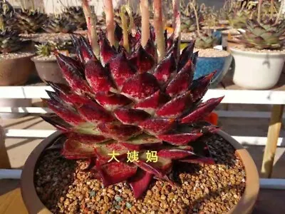 Echeveria Agavoides Ebony( Black X Red) Rare Succulent • $120