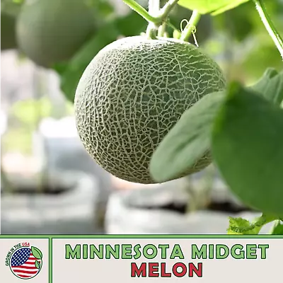 25 Minnesota Midget Cantaloupe Seeds Heirloom Non-GMO Genuine USA • $3.29