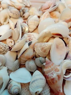X150 Mixed White SEASHELLS Small Sea Shells Craft Wedding Beach Decor 10 - 25mm • £6.49