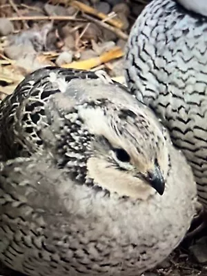 6 Silver Bobwhite Quail Hatching Eggs SHIPPING NOW! • $24