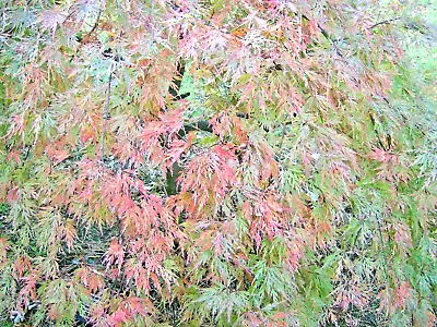$6 • Buy 20 JAPANESE PENDULA NANA MAPLE SEEDS - Acer Palmatum Var Dissectum Pendula Nana 