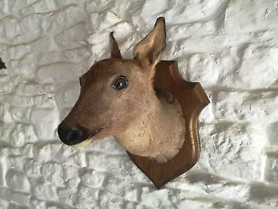 £62.50 • Buy Taxidermy Roe Deer Head, Trophy, Stuffed Deer Head. Vintage Female Doe C20th