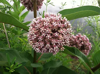 Common Milkweed Seeds Attract Monarch Butterflies Native Wildflower Easy Grow • $1.69