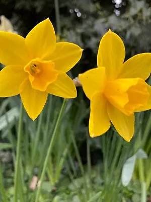 50 Daffodil  'Sweetness' Bulbs (Narcissus) Free Postage UK • £18.50