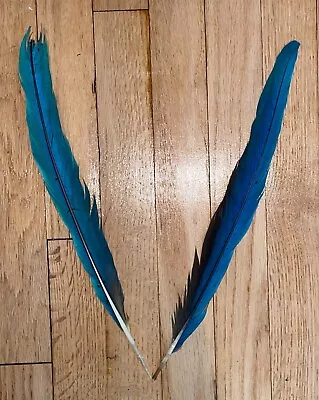 2 Macaw Tail Feathers  - Unbeatable Price! • $50