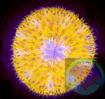 SAF~large Orange Fungia Plate Coral “WYSIWYG” SPS LPS Live Colony • $99.99