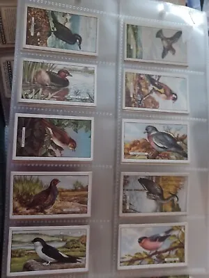 GALLAHER FULL SET BRITISH BIRDS 1937 Full Set Of 48 Good/vgc In Sleeves • £3.50