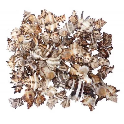 Natural Murex Endivia Long Spine Hexaplex Sea Shell - 1kg Bag - ~50 Pieces • £9.99