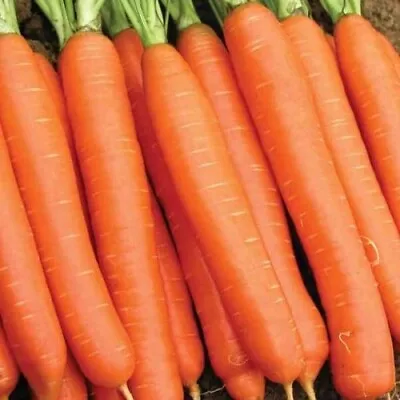 CARROT EARLY NANTES Organic SEED Vegetable Seeds Carrot Nantes - Sandnes Farms • $2.49