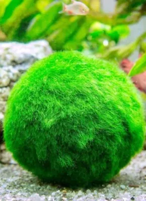 1 Inch Moss Ball Cladophora Live Aquarium Plant • $5