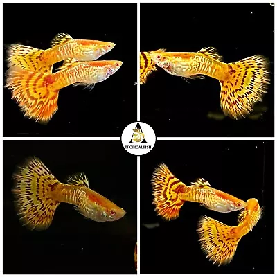 $19.95 • Buy 1X Male ☆ Albino Yellow King Cobra - High Quality Guppy Live Fish - USA SELLER