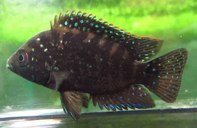 3 Jack Dempsey Cichlids Live Freshwater Aquarium Fish • $34.99