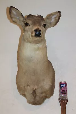 Whitetail Deer Head Shoulder Mount Taxidermy Cape Shed Antler Hunt Mule Rack • $175