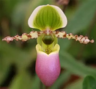 ORCHID - Paphiopedilum Pinnochio  -  SMALL GROWER - SEQUENTIAL FLOWERING • $40