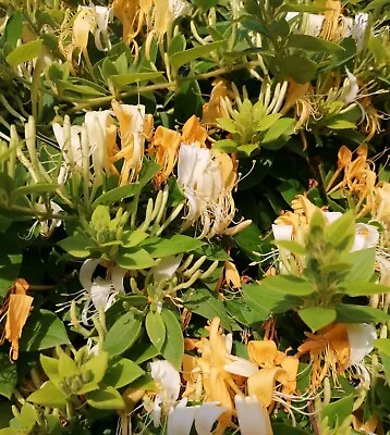 2 Bare Root Lonicera Japonica Halliana Japanese Honeysuckle Hardy Shrub Climber • £7.99