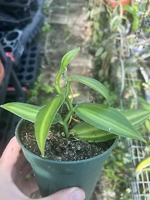 Small ROOTED IN POT GREEN Variegated Vanilla Planifolia Orchid Variegata • $5.99