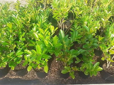 Cherry Laurel Hedging Prunus Laurocerasus - 2 .5 / 3 Ft High - Strong Plants • £8