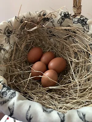 12 French Black Copper Maran Fertile Hatching Eggs. NPIP/AI Clear. • $35