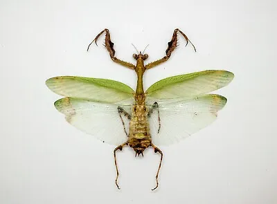 Mantidae - Ephippiomantis Ophirensis -Cameron Highlands Malaysia (EO90) • $14.98