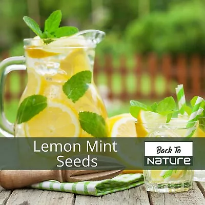 Lemon Mint Herb Seeds - Non Gmo - Fast Growing & Tastes Great - Fast Shipping • $6.37