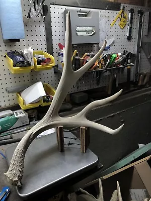 Huge 88” Mule Deer Shed Antlers Horns Elk Moose Rack • $175