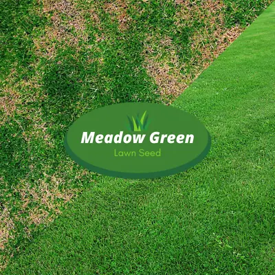 Grass Seed Hard Wearing Lawn Seeds Premium Tough Fast Growing Meadow Green • £1.82