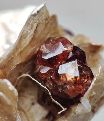 Spessartine Garnet Gemmy Crystals On Matrix Muscovite Combined With Quartz-Pak. • $28