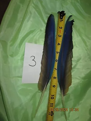 2 MACAW FEATHER Blue And Gold Macaw Naturally Molted 12 And 13 Inches Long • $25