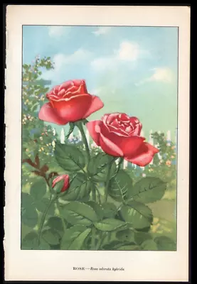 1926 Vintage Botanical Print Garden Rosa Odorata Hybrida - Rose • $16.99