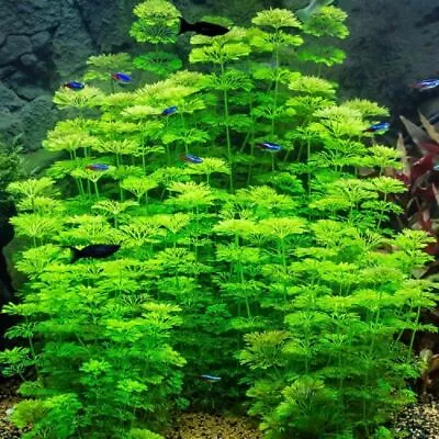 £4.75 • Buy Live Aquarium Plant - LIMNOPHILA SESSILIFLORA Fish Tank Tropical Aquatic Fern 
