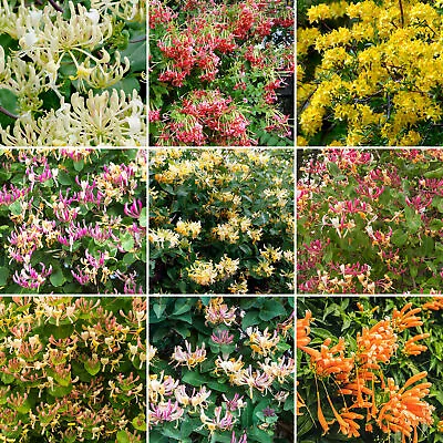 £21.99 • Buy 3 X Lonicera Potted Shrubs | Vibrant Garden Ready Plants | Flowering Honeysuckle
