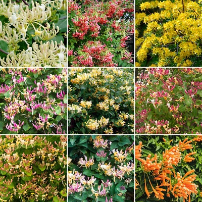 £21.99 • Buy 3 X Lonicera Potted Shrubs | Vibrant Garden Ready Plants | Flowering Honeysuckle