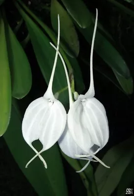 Masdevallia Tovarensis Small Orchid Species Bloom Size • $26