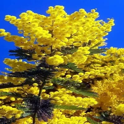 10 SWEET ACACIA Mimosa Tree Seeds (Acacia Farnesiana) Wattle Flower Fast Growing • $6.95