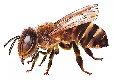 Realistic Wasp Sticker • $3.20