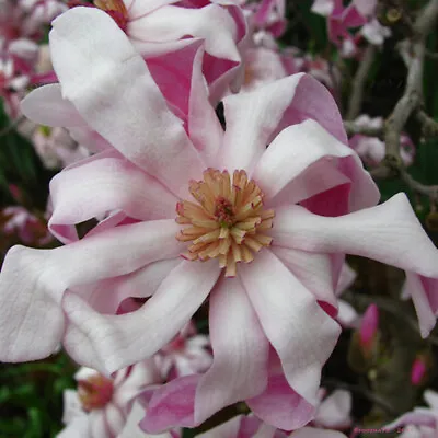 1 X Magnolia Stellata 'rosea' Starry Magnolia Deciduous Shrub Hardy Plant In Pot • £11.99