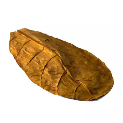 Aquarium Indian Almond Leaves Premium A GRADE 10 Pack • $15.95