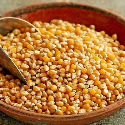 £6.90 • Buy 1KG Kg Popcorn Pop Corn Maize Seeds Raw Popping Kernels NON- GMO Kilo 