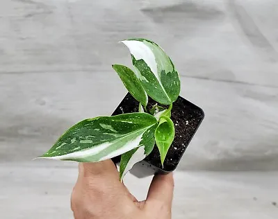 Philodendron White Princess PLANT  Variegated Philodendron- IN 3  POT • $15.99