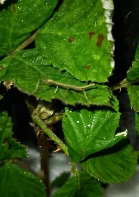 £6 • Buy Indian Stick Insect Nymphs X6