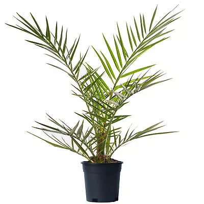 Phoenix Canariensis Tree Rare Canary Island Palm Outdoor Exotic Garden Plant • £22.99