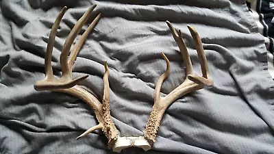 DROPTINE 142 4/8 WHITETAIL DEER RACK Antlers Mule Mount Taxidermy Elk Cape Moose • $125