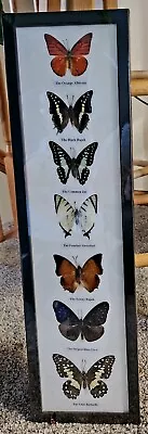 7 Real  Mounted Butterflies  In Acrylic  Frame Wood Size 21 X6  • $55.99