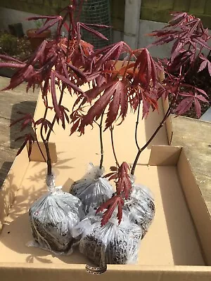 Acer Palmatum “Atropurpureum “  4 Japanese Maple Seedlings Second Year • £25