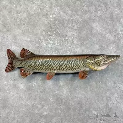#27998 WC | 48.5  Reproduction Muskellunge Fish Mount For Sale • $2720