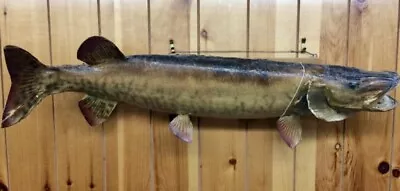 Vtg Muskie Taxidermy Fish Mount 41  Inch Real Skin Musky Man Cave Cabin Decor • $199.95