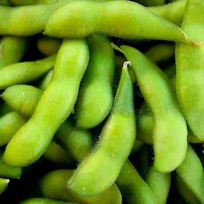 25 Shirofumi Soybean Seeds - Grown In USA ! Sweet ! Tender ! Tasty ! Edamame ! • $3.50