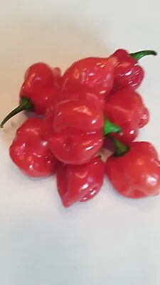 50 Red Habanero Pepper Seeds Open Pollinated Hot Flavorful  • $1.99