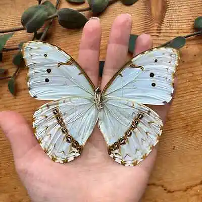 White Morpho Butterfly 'Morpho Epistrophus' UNSPREAD • $18.99